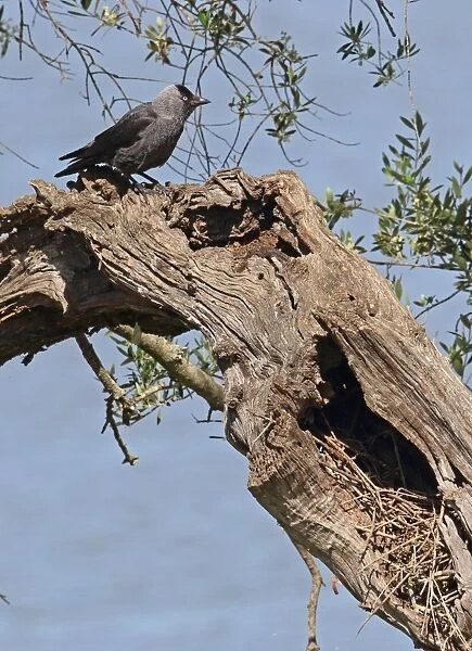 Jackdaw (Corvus monedula) adult, perched in Olive (Olea europaea) near nest in cavity, Coto Donana, Andalucia, Spain