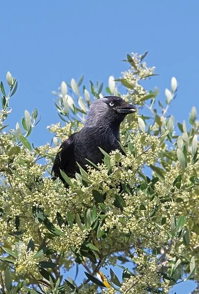 Jackdaw (Corvus monedula) adult, perched in Olive (Olea europaea) flowering, Coto Donana, Andalucia, Spain, May