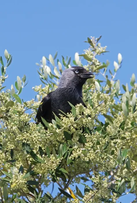 Framed Print : Jackdaw (Corvus monedula) adult, perched in Olive (Olea europaea) flowering, Coto Donana, Andalucia, Spain, May