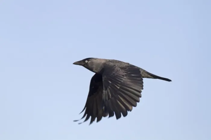 Framed Print : Jackdaw (Corvus monedula) adult, in flight, Norfolk, England, January Framed Print : Jackdaw (Corvus monedula) adult, in flight, Norfolk, England, January