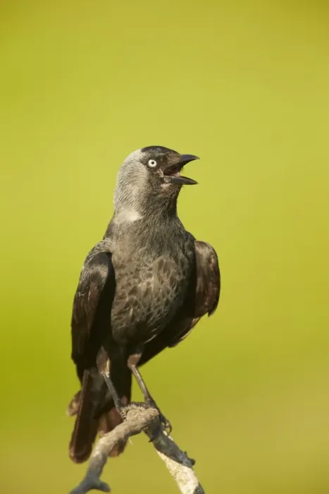 Framed Print : Jackdaw (Corvus monedula) adult, calling, perched on branch, Hungary, May Framed Print : Jackdaw (Corvus monedula) adult, calling, perched on branch, Hungary, May