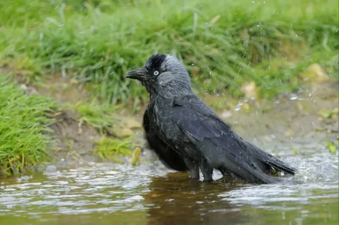 Framed Print : Jackdaw (Corvus monedula) adult, bathing, Oxfordshire, England, april Framed Print : Jackdaw (Corvus monedula) adult, bathing, Oxfordshire, England, april