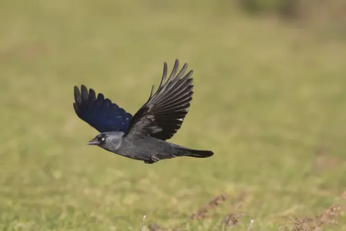 Framed Print : Jackdaw (Corvus monedula) adult, in flight, Norfolk, England, january Framed Print : Jackdaw (Corvus monedula) adult, in flight, Norfolk, England, january