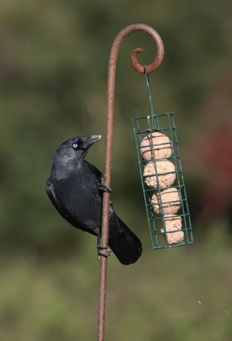 Framed Print : Jackdaw (Corvus monedula) adult, feeding at fat feeder, Norfolk, England, october Framed Print : Jackdaw (Corvus monedula) adult, feeding at fat feeder, Norfolk, England, october