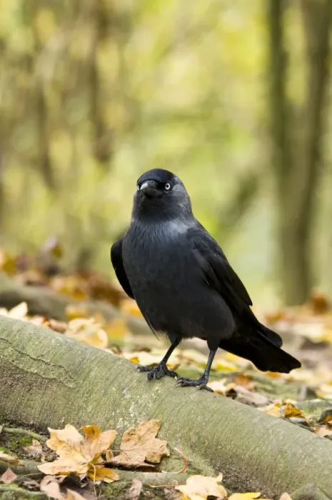 Framed Print : Jackdaw (Corvus monedula) adult, standing on root amongst fallen leaves, Arundel Wildfowl and Wetlands Trust Reserve