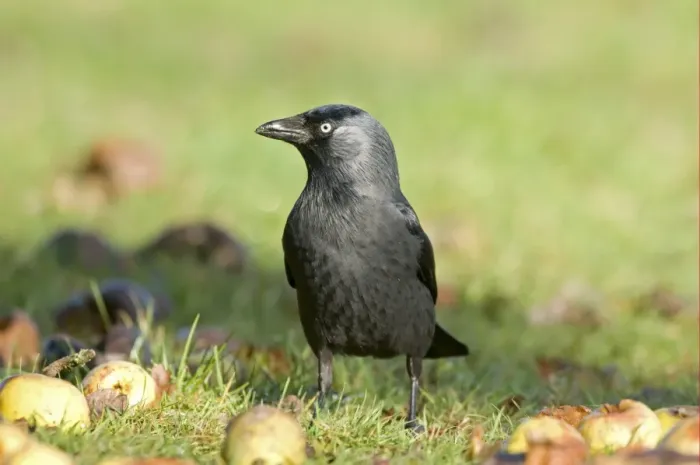Framed Print : Jackdaw (Corvus monedula) adult, standing on ground amongst windfall apples, England, january