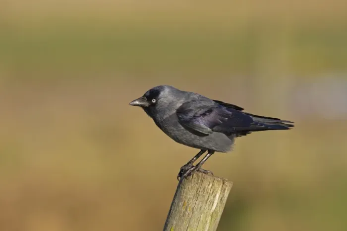 Framed Print : Jackdaw (Corvus monedula) adult, perched on fencepost, Norfolk, England, December