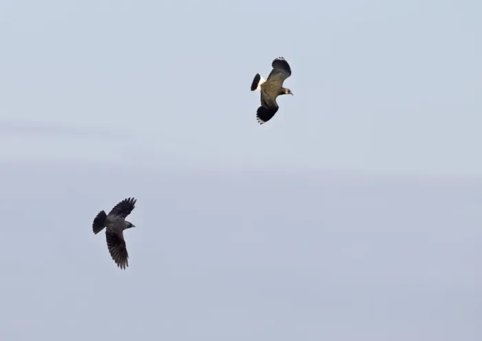 Framed Print : Jackdaw (Corvus monedula) adult, in flight, pursuing Northern Lapwing (Vanellus vanellus) adult, Norfolk, England