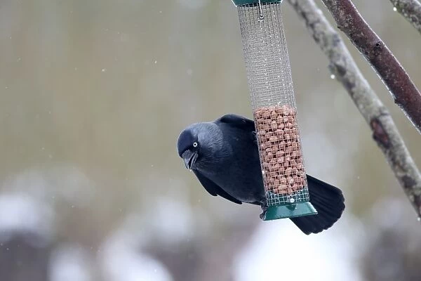 Jackdaw (Corvus monedula) adult, feeding on peanuts from hanging feeder in snow, Slimbridge, Gloucestershire, England