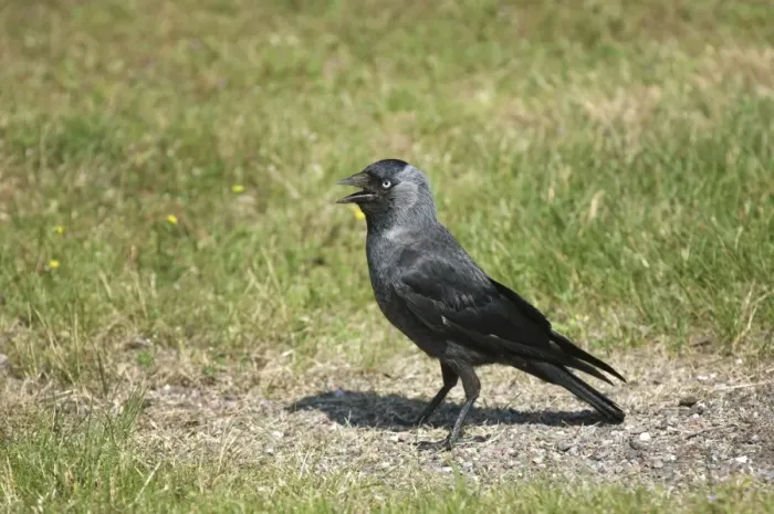 Framed Print : Jackdaw (Corvus monedula) adult, panting, standing on ground, Sweden Framed Print : Jackdaw (Corvus monedula) adult, panting, standing on ground, Sweden