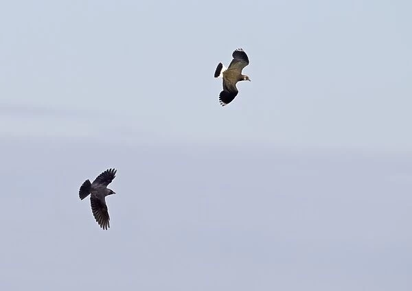 Jackdaw (Corvus monedula) adult, in flight, pursuing Northern Lapwing (Vanellus vanellus) adult, Norfolk, England