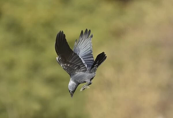Jackdaw (Corvus monedula) adult, in flight, about to dive, Oxfordshire, England, March