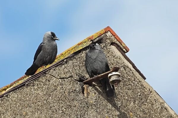 Jackdaw (Corvus monedula) adult pair, perched on building, Northumberland, England, june