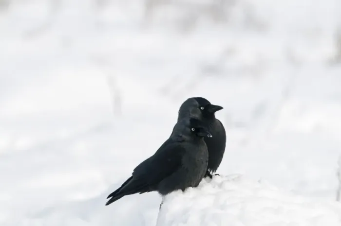 Framed Print : Jackdaw (Corvus monedula) two adults, standing in snow, Salthouse, Norfolk, England, december