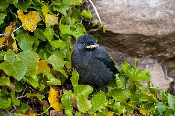 Jackdaw (Corvus monedula) chick, fledgling perched on ivy growing up walls of castle, Bamburgh Castle, Bamburgh