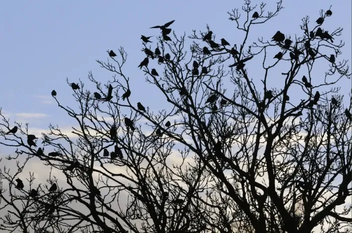 Framed Print : Jackdaw (Corvus monedula) flock, roosting in tree, silhouetted at sunset, Gloucestershire, England, december Framed Print : Jackdaw (Corvus monedula) flock, roosting in tree, silhouetted at sunset, Gloucestershire, England, december