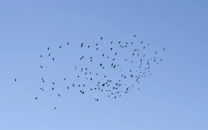 Framed Print : Jackdaw (Corvus monedula) flock, in flight, Northern Spain, september Framed Print : Jackdaw (Corvus monedula) flock, in flight, Northern Spain, september