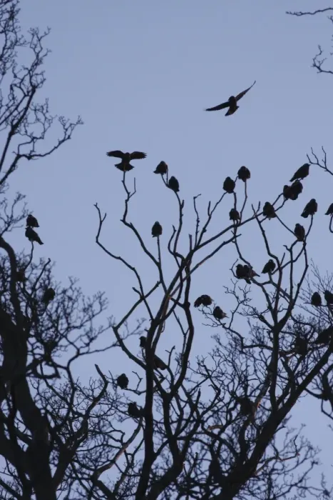 Framed Print : Jackdaw (Corvus monedula) flock, silhouetted in tree at sunset, West Yorkshire, England, April Framed Print : Jackdaw (Corvus monedula) flock, silhouetted in tree at sunset, West Yorkshire, England, April
