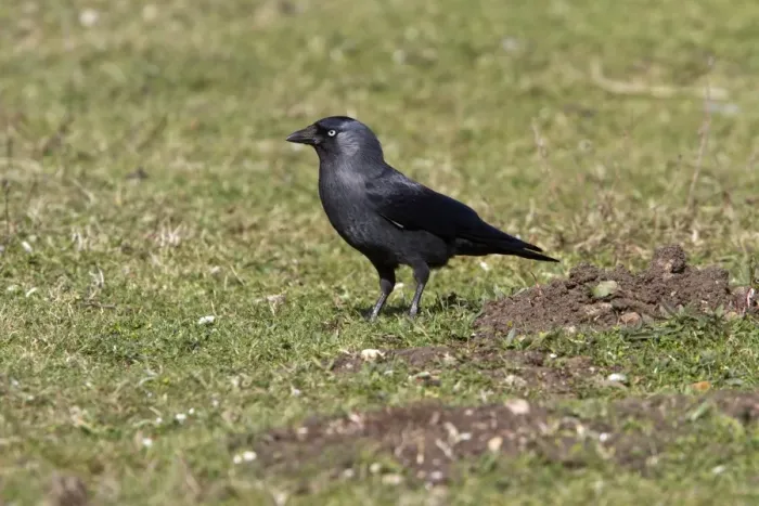 Framed Print : Jackdaw looking for food in field Framed Print : Jackdaw looking for food in field