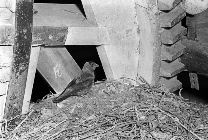 Framed Print : Jackdaw at nest - Hickling Norfolk. Taken by Eric Hosking in 1941 Framed Print : Jackdaw at nest - Hickling Norfolk. Taken by Eric Hosking in 1941