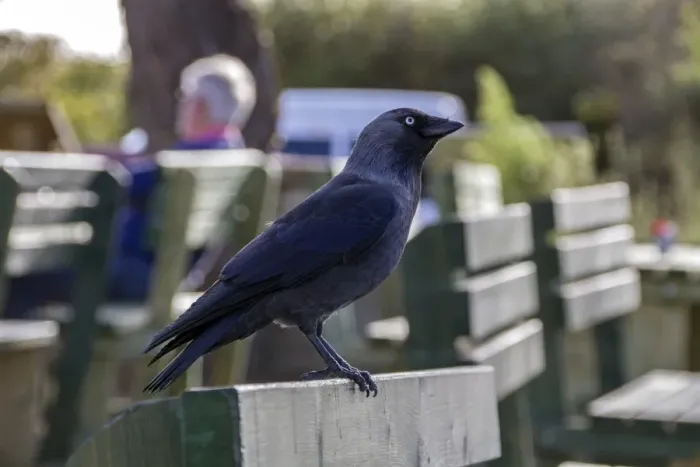Framed Print : Jackdaw on a park bench Framed Print : Jackdaw on a park bench