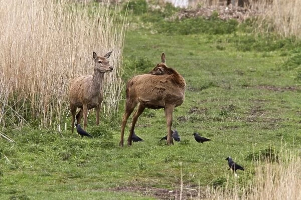 Jackdaws collect fur from Red Deer Hinds at RSPB MInsmere, Suffolk