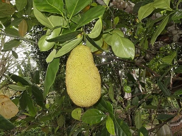 Jackfruit (Artocarpus heterophyllus) fruit, Lombok, Lesser Sunda Islands, Indonesia, march
