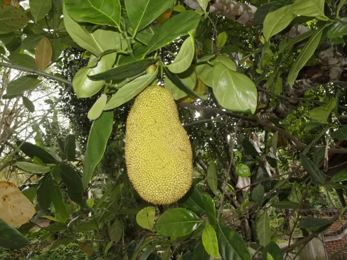 Framed Print : Jackfruit (Artocarpus heterophyllus) fruit, Lombok, Lesser Sunda Islands, Indonesia, march Framed Print : Jackfruit (Artocarpus heterophyllus) fruit, Lombok, Lesser Sunda Islands, Indonesia, march