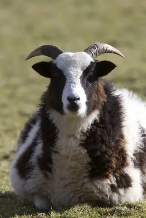 Framed Print : The Jacob sheep is a breed of unimproved multihorned sheep, patterned with black and white spots Framed Print : The Jacob sheep is a breed of unimproved multihorned sheep, patterned with black and white spots