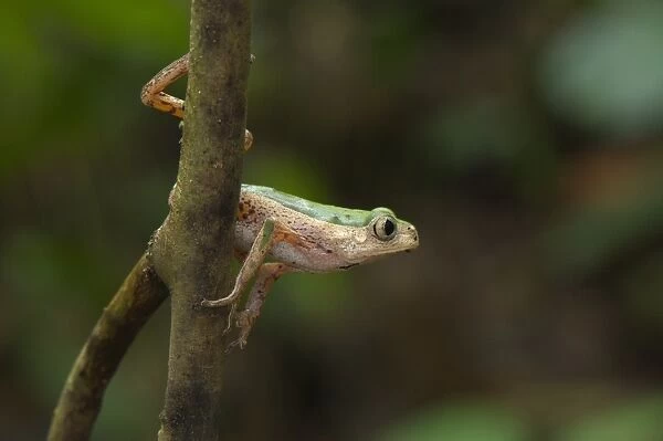 Jaguar Leaf Frog (Phyllomedusa palliata) adult, about to leap from branch, Los Amigos Biological Station, Madre de Dios, Amazonia, Peru