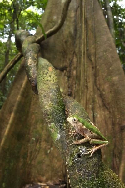 Jaguar Leaf Frog (Phyllomedusa palliata) adult, sitting on liana, Los Amigos Biological Station, Madre de Dios