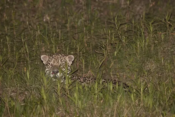 Framed Print : Jaguar (Panthera onca) adult, laying in vegetation at night, Pantanal, Mato Grosso, Brazil