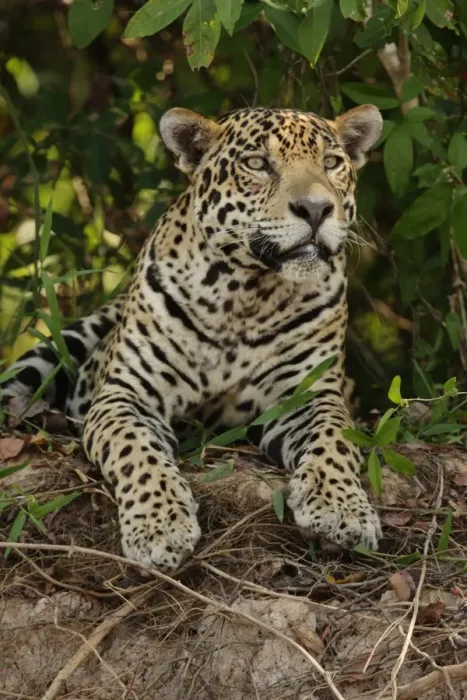 Framed Print : Jaguar (Panthera onca) adult male, resting, Porto Jofre, Mato Grosso, Brazil, september