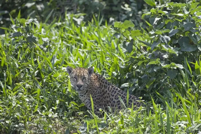 Framed Print : Jaguar (Panthera onca) adult, sitting in vegetation, Taiama, Pantanal, Mato Grosso, Brazil