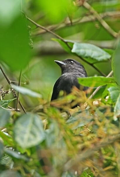 Jamaican Becard (Pachyramphus niger) adult male, perched in tree, Blue Mountains, Jamaica, march