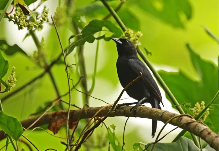 Framed Print : Jamaican Blackbird (Nesopsar nigerrimus) adult, perched on branch, Ecclesdown Road, Jamaica, march Framed Print : Jamaican Blackbird (Nesopsar nigerrimus) adult, perched on branch, Ecclesdown Road, Jamaica, march