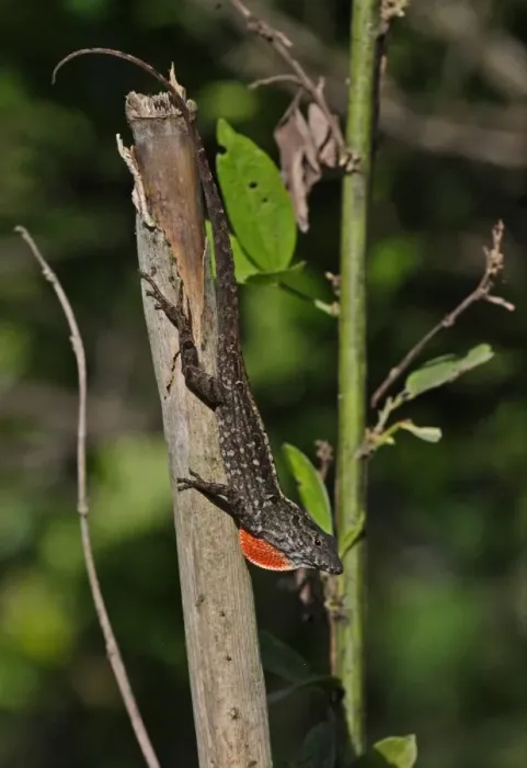Framed Print : Jamaican Brown Anole (Anolis lineatopus) adult male, with partially extended dewlap, resting on stick, Linstead Framed Print : Jamaican Brown Anole (Anolis lineatopus) adult male, with partially extended dewlap, resting on stick, Linstead