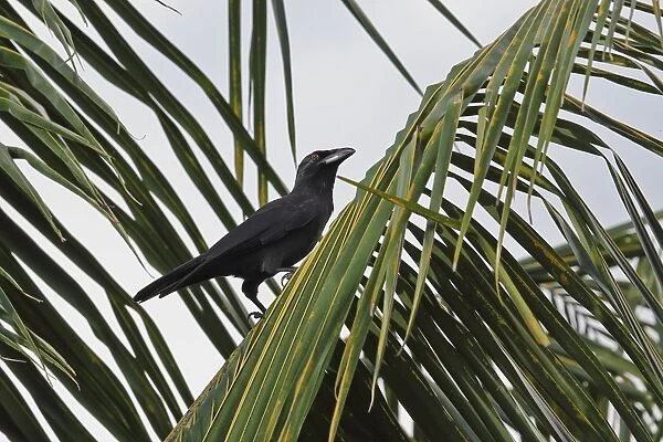Jamaican Crow (Corvus jamaicensis) adult, perched in palm tree, Linstead, Jamaica, December