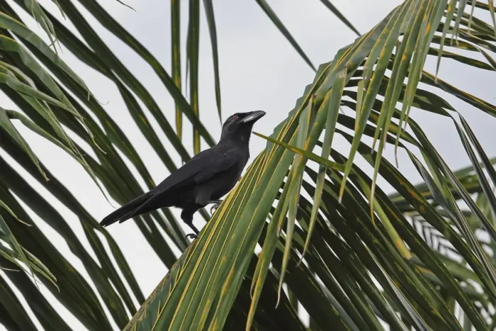 Framed Print : Jamaican Crow (Corvus jamaicensis) adult, perched in palm tree, Linstead, Jamaica, December Framed Print : Jamaican Crow (Corvus jamaicensis) adult, perched in palm tree, Linstead, Jamaica, December