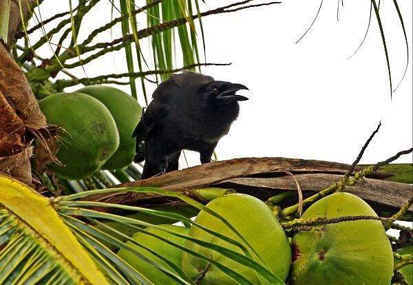 Jamaican Crow (Corvus jamaicensis) adult, calling, perched in coconut palm, Linstead, Jamaica, march