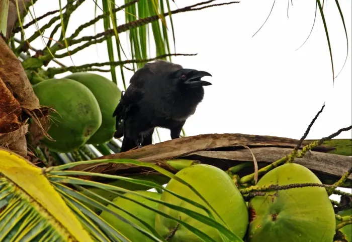 Framed Print : Jamaican Crow (Corvus jamaicensis) adult, calling, perched in coconut palm, Linstead, Jamaica, march Framed Print : Jamaican Crow (Corvus jamaicensis) adult, calling, perched in coconut palm, Linstead, Jamaica, march