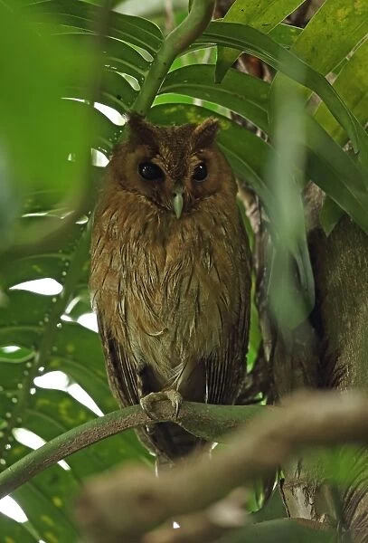 Jamaican Owl (Pseudoscops grammicus) adult, perched at daytime roost, Rocklands, Jamaica, December