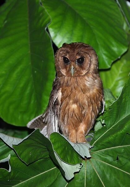 Jamaican Owl (Pseudoscops grammicus) adult, perched in vegetation, Port Antonio, Jamaica, march