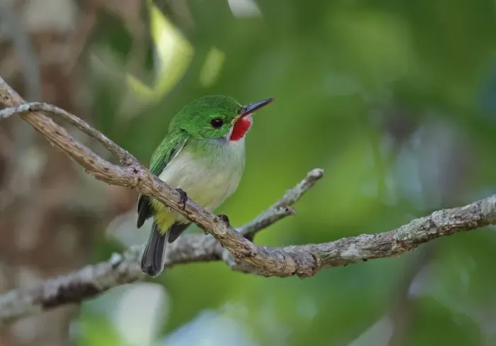 Framed Print : Jamaican Tody (Todus todus) adult, perched on twig, Marshalls Pen, Jamaica, December Framed Print : Jamaican Tody (Todus todus) adult, perched on twig, Marshalls Pen, Jamaica, December