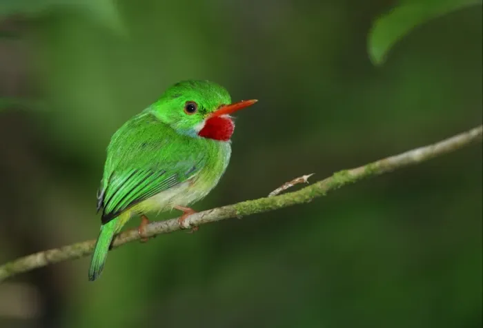 Framed Print : Jamaican Tody (Todus todus) adult, perched on twig, Blue Mountains, Jamaica, march Framed Print : Jamaican Tody (Todus todus) adult, perched on twig, Blue Mountains, Jamaica, march