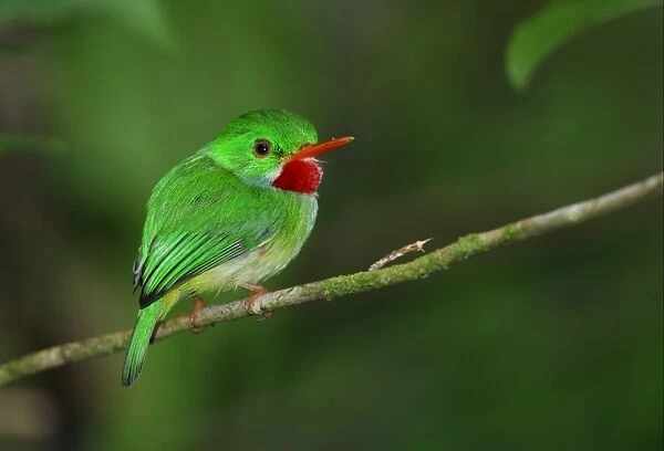 Jamaican Tody (Todus todus) adult, perched on twig, Blue Mountains, Jamaica, march