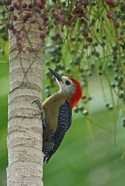 Jamaican Woodpecker (Melanerpes radiolatus) adult male, feeding on fruit in palm tree, Port Antonio, Jamaica, march