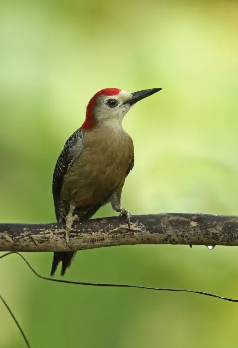 Framed Print : Jamaican Woodpecker (Melanerpes radiolatus) adult male, perched on branch, Marshalls Pen, Jamaica, December