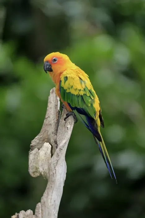 Framed Print : Jandaya Parakeet (Aratinga jandaya) adult, perched on branch (captive) Framed Print : Jandaya Parakeet (Aratinga jandaya) adult, perched on branch (captive)