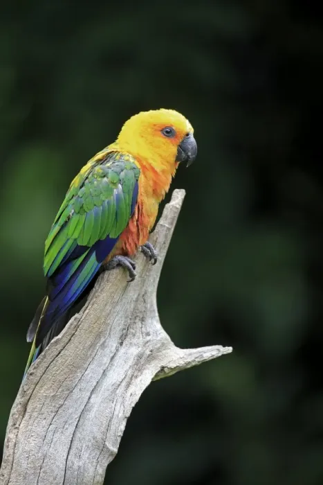 Framed Print : Jandaya Parakeet (Aratinga jandaya) adult, perched on branch (captive) Framed Print : Jandaya Parakeet (Aratinga jandaya) adult, perched on branch (captive)